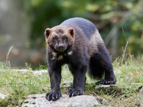 Wolverine (Gulo gulo) Stock Photos