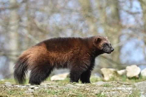 Wolverine (gulo gulo) Stock Photos