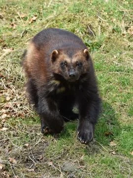 Wolverine (gulo gulo) Stock Photos