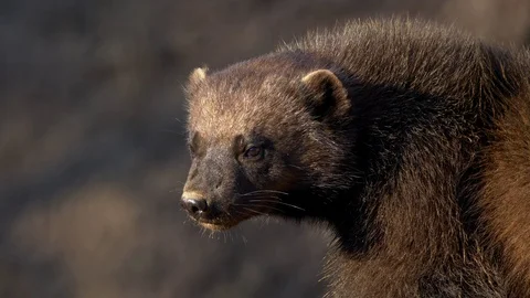 Wolverine (Gulo gulo) portrait Видео 103566116