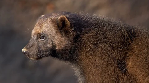 Wolverine (Gulo gulo) portrait Stock-Footage 103566155