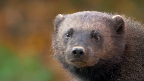 Wolverine (Gulo gulo) portrait Stock Footage 103566259