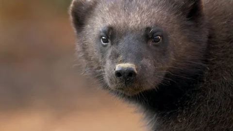 Wolverine (Gulo gulo) portrait 스톡 동영상 103566312