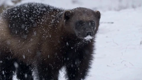 Wolverine (Gulo gulo) portrait in snow Stock Footage 104450981