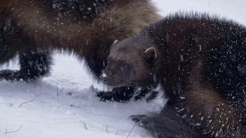 Wolverine (Gulo gulo) portrait in snow 스톡 동영상 104451939