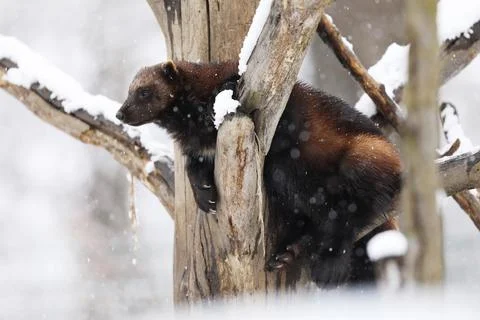 Wolverine (Gulo gulo) on tree branche in winter.  Wolverine in Finland tajga. Stock Photos