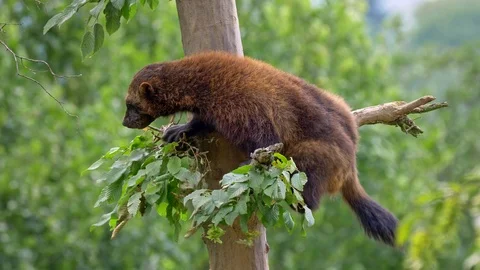 Wolverine (Gulo gulo) up in the tree Stock Footage 93748584