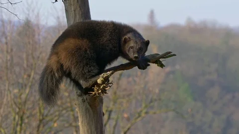 Wolverine (Gulo gulo) up in the tree Stock Footage 103566414