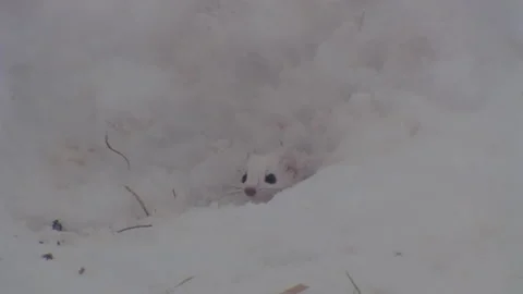 Wolverine hunts long tailed weasel in winter snowscape, 4K. Stock Footage 261394555