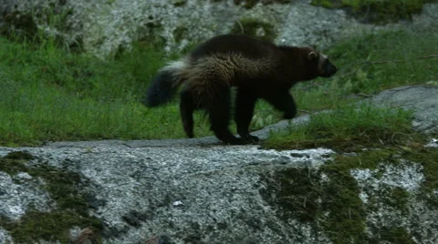 Wolverine moving about Stock Footage 49109594