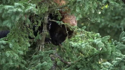 Wolverine perched in a pine tree. Stock Footage 55125434