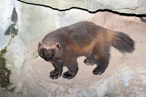 Wolverine 写真素材