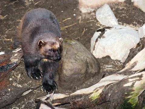 Wolverine Stock Photos