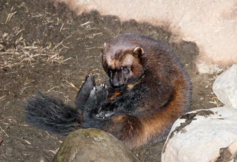 Wolverine Stock Photos