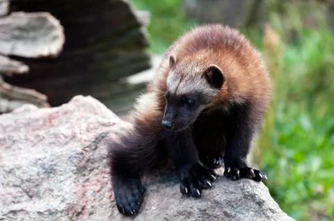 Wolverine Stock Photos