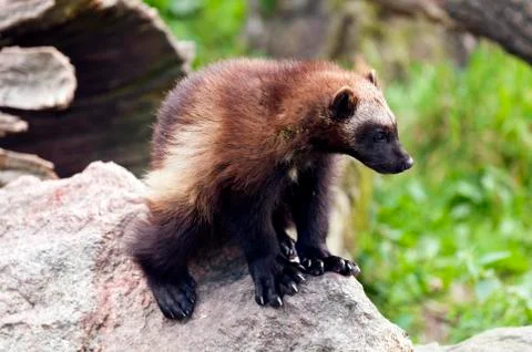 Wolverine Stock Photos