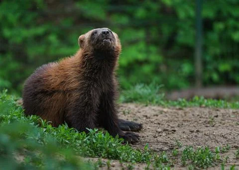 Wolverine Stock Photos