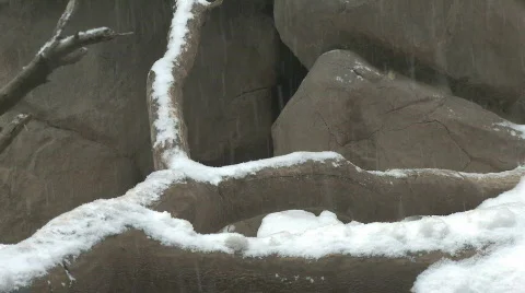 Wolverine in Rocks in Winter Snow Falling Stock Footage 599539