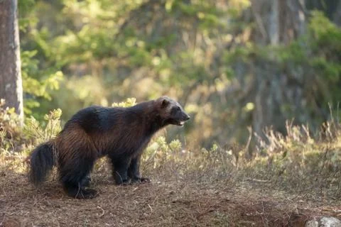 Wolverine running in a bog Stock Photos