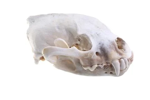 Wolverine skull Stock Photos