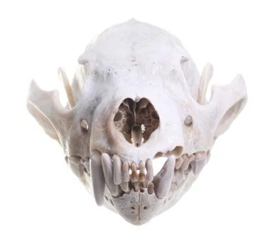 Wolverine skull Stock Photos