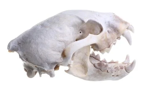 Wolverine skull Stock Photos