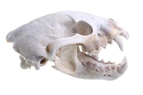 Wolverine skull Foto stock