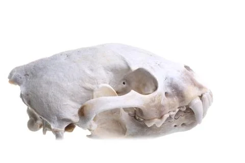 Wolverine skull Stock Photos