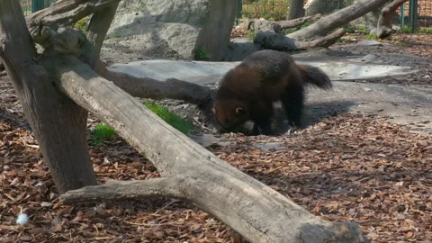 Wolverine in the summer zoo. Stock-Footage 254031862