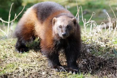 Wolverine in sunshine Stock Photos