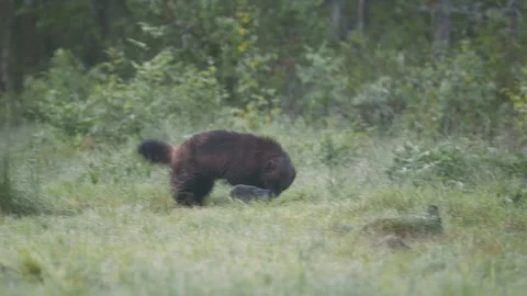 Wolverine walking around looking something to eat Stock Footage 338328920