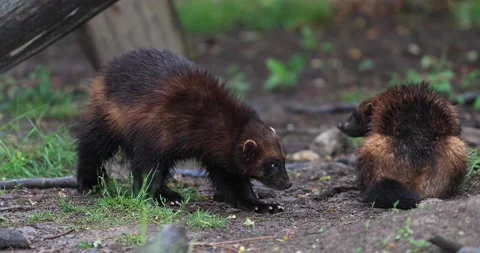 Wolverine walking in the forest Stock Footage 132190546