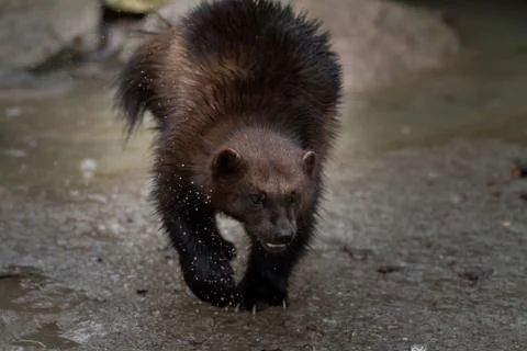 Wolverine walking in the forest Foto stock