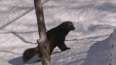 Wolverine wandering through a forest in winter. Stock-Footage 55125444