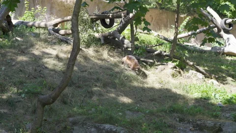 Wolverine in the wild looking for food Stock Footage 158797944