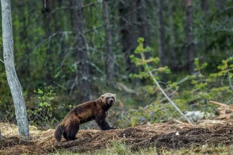 Wolverine in wild nature. Natural habitat. Glutton, carcajou, skunk bear, or  Stock Photos