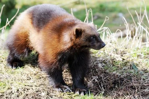 Wolverine in wild Stock Photos