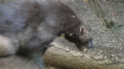 Wolverines Close up Video stock 327931