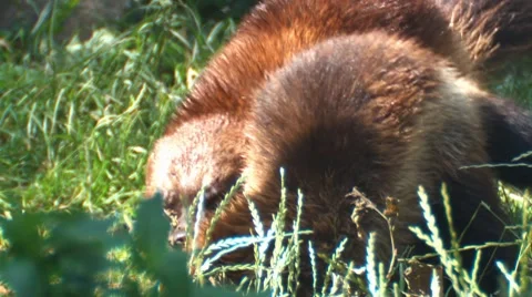 Wolverines fighting Stock Footage 7746104