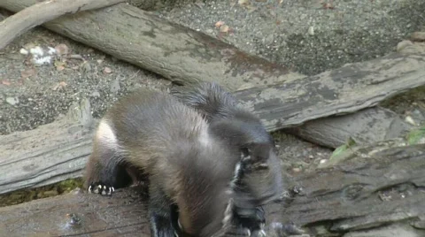 Wolverines Video stock 327696