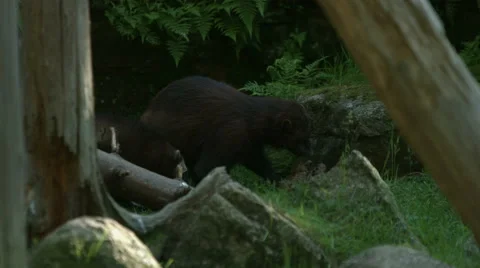 Wolverines in forest Stock Footage 49683161