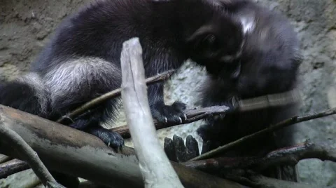 Wolverines Medium Shot Video stock 327694