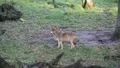 Wolves 5087 HD Footage