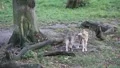 Wolves 5089 HD Footage