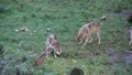Wolves 5091 HD Footage