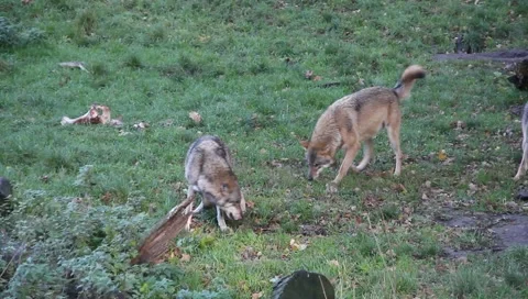 Wolves 5091 Video stock 1003481