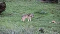Wolves 5093 HD Footage