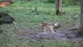 Wolves 5096 HD Footage