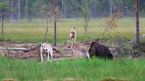 Wolves and Bear in Finland Video stock 65726670