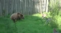 Wolves annoying a Brown Bear in a preserve HD Footage